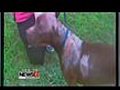  2K raised for burned dog owner found | BahVideo.com