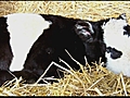 Calf with panda markings | BahVideo.com