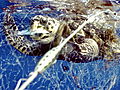 Animals Millions of Turtles Killed Due to Bycatch | BahVideo.com