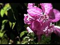 Wet flowers | BahVideo.com
