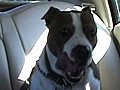 Pet Video of Pitbull Dog - Did you see her lapping tongue gross  | BahVideo.com