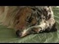 Rocky Mountain School of Animal Acupressure amp Massage | BahVideo.com