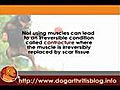 Dog Arthritis PT Series 1 - Early Mobility  | BahVideo.com