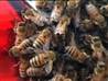 Bees swarm car in China | BahVideo.com
