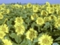 Sonnenblumen drehen | BahVideo.com