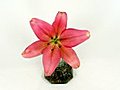 Time-lapse Of Pink Lily Opening 1 Stock Footage | BahVideo.com