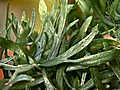 Spotlight on Herbs Tarragon | BahVideo.com