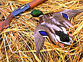 Duck-hunting in ecologically friendly way | BahVideo.com