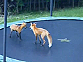 Foxes Discover The Fun of A Trampoline | BahVideo.com