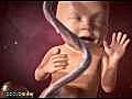 Inside Pregnancy Weeks 21 to 27 | BahVideo.com