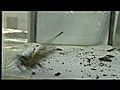  Combat Enorme araign tueuse | BahVideo.com
