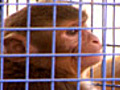 The Return of Kavi the Monkey | BahVideo.com
