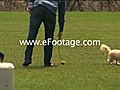EXCITED DOG CHASES BALL - HD | BahVideo.com