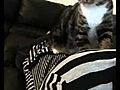 Cat giving massage 2 | BahVideo.com