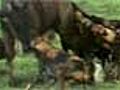 Wildebeest Attacked | BahVideo.com