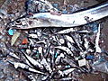 Earth What s an Ocean Garbage Patch  | BahVideo.com