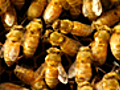 Bordello of Bees | BahVideo.com