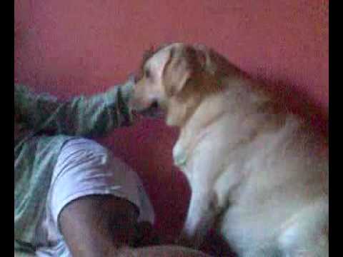muttu my pet amazing  | BahVideo.com