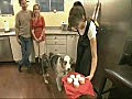 Dramatic dog | BahVideo.com