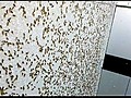 Cicada Wall | BahVideo.com