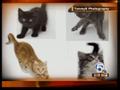 Kittens and cats up for adoption in Boca Raton | BahVideo.com