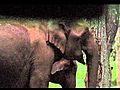 Kings of the Road - An Elephant Blockade | BahVideo.com