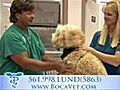 Boca Raton Veterinarian Pet Clinic Pet  | BahVideo.com