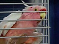 Cockatoo turns 78 years old | BahVideo.com