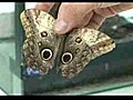 Secretos de las mariposas del mundo al descubierto | BahVideo.com