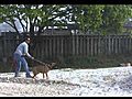 Presa Canario in action Part 8 | BahVideo.com