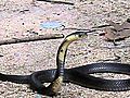 Monocellate Cobra Naja kaouthia found while  | BahVideo.com